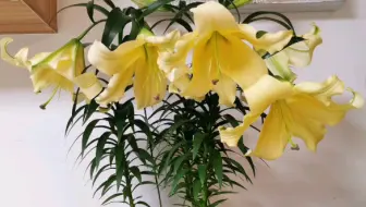 花 百合花真香 但是花粉一定要处理一下 真屎黄色 哔哩哔哩 Bilibili