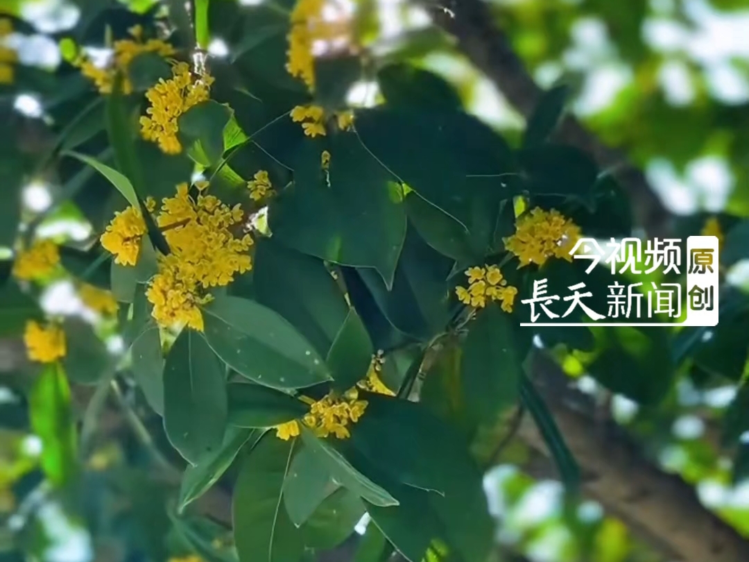 江西的秋天，被10月桂花香叫醒了，花期20天左右， 来江西淋一场“桂花雨”