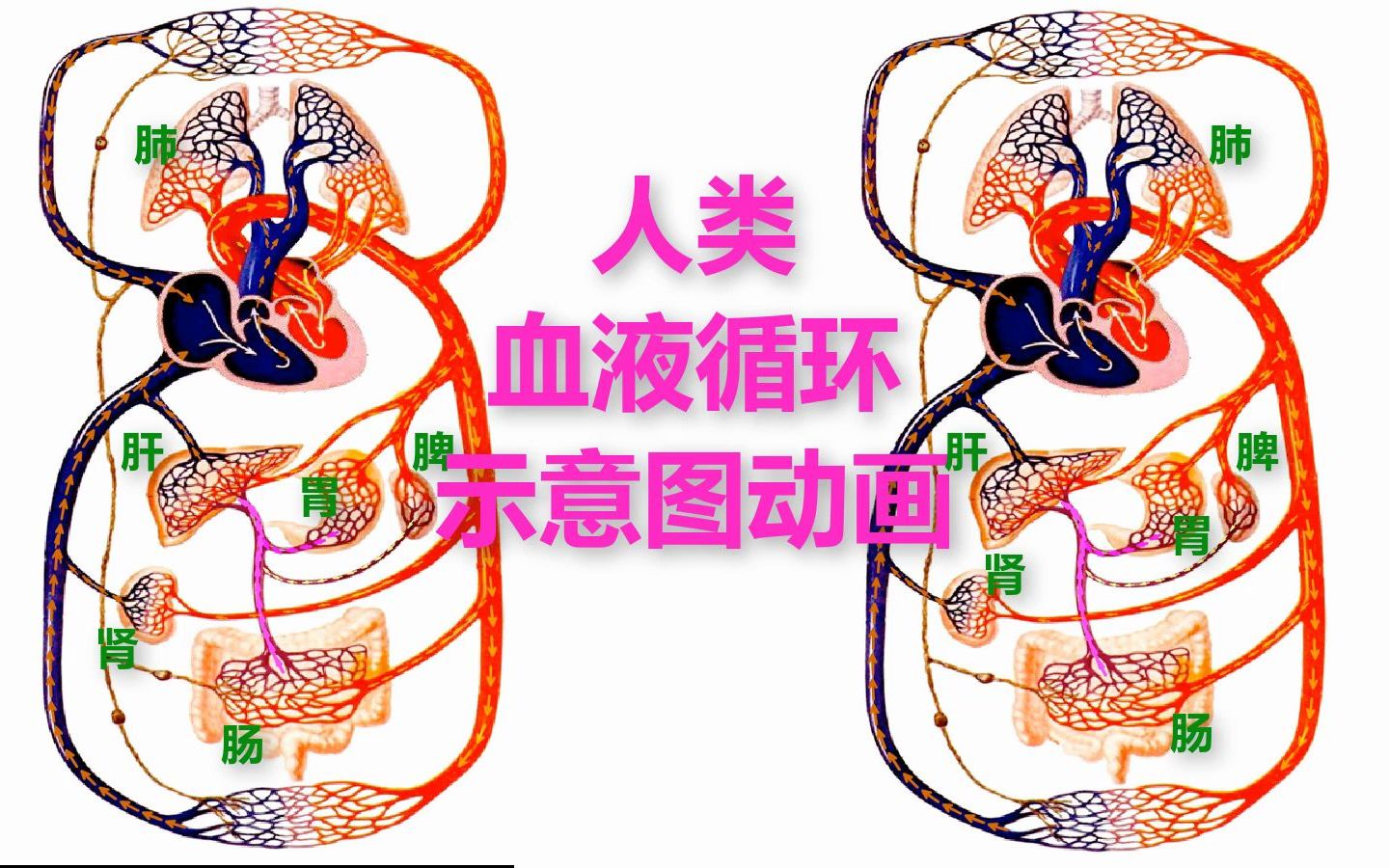 [图]人类血液循环示意图动画