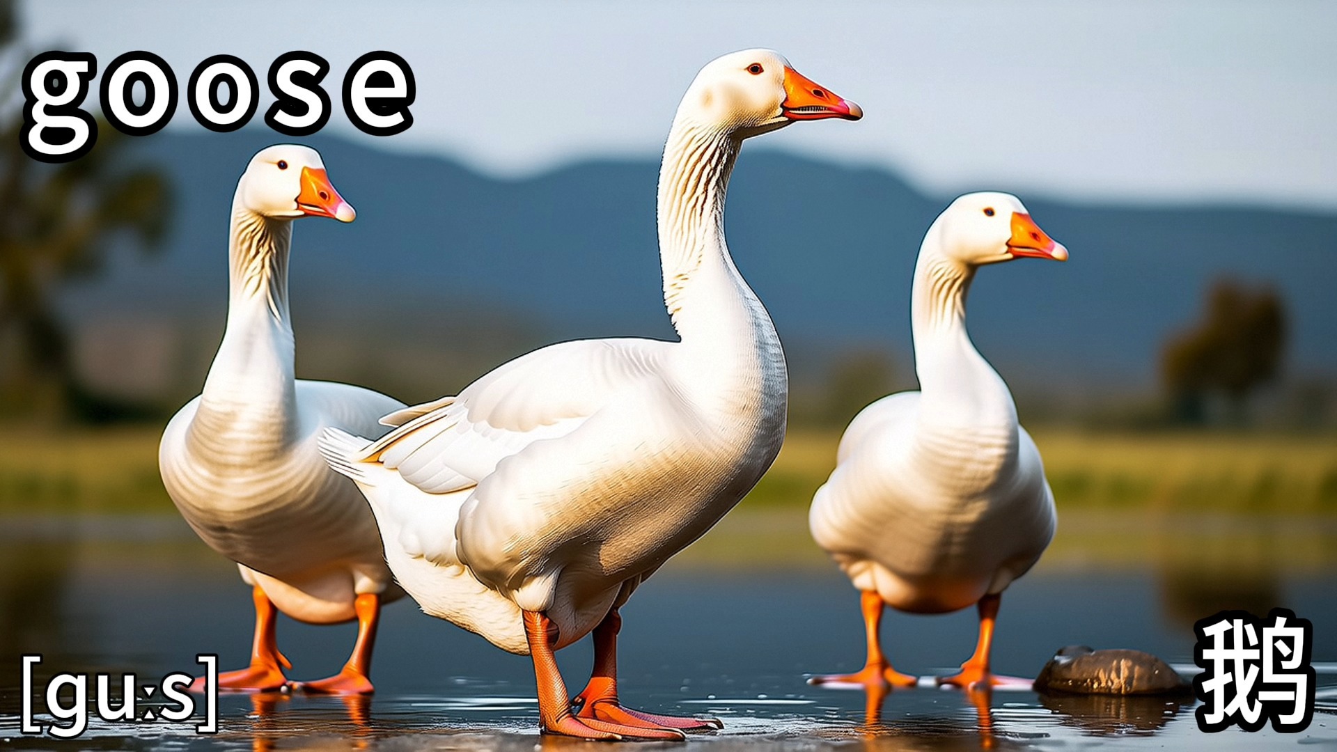 单词拼读-goose【爱学习的诚语】