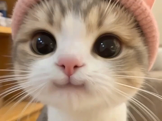 好可爱的小猫咪啊!卡姿兰大眼睛!