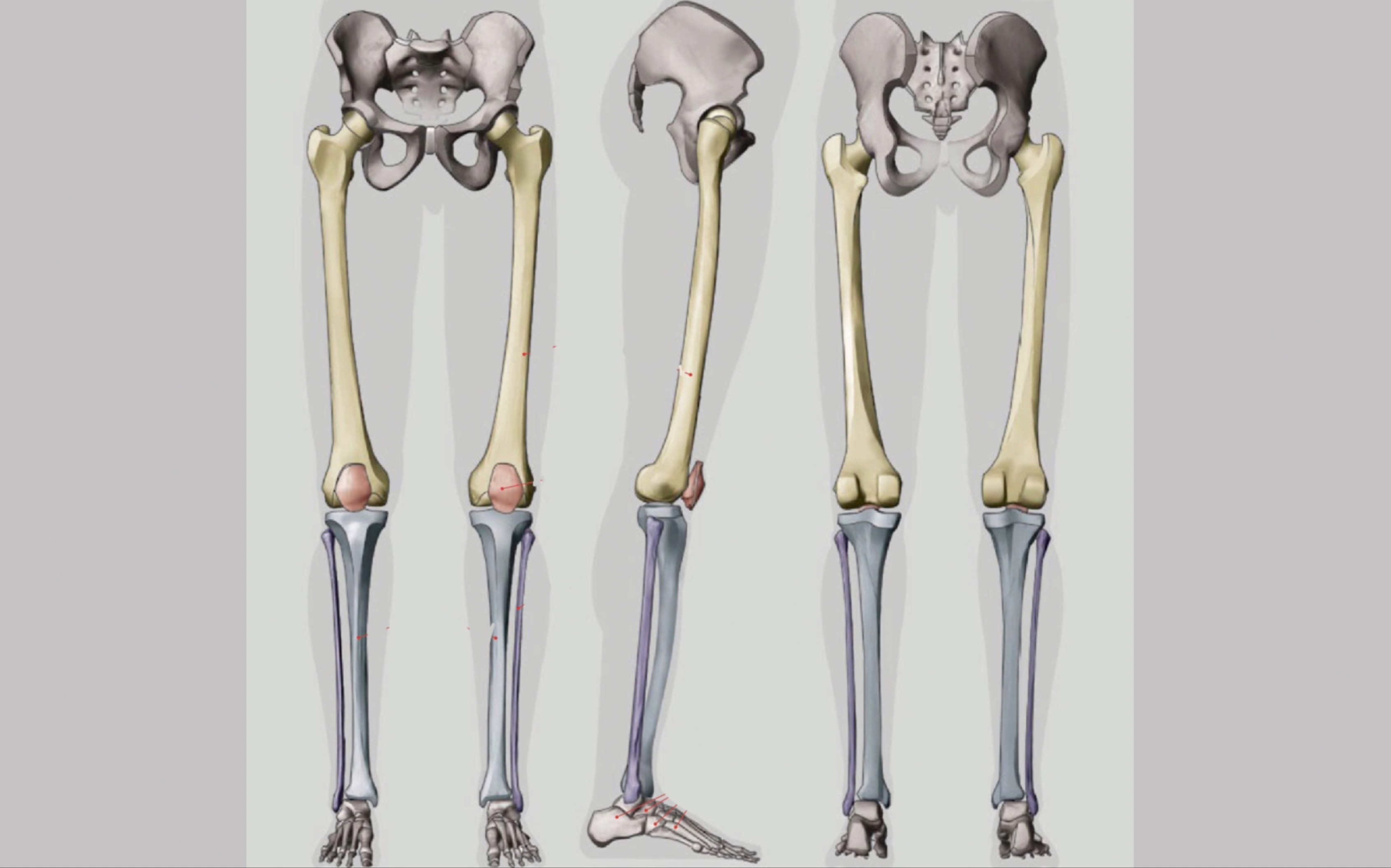 全网最详细艺用人体结构讲解之——下肢骨!哔哩哔哩bilibili