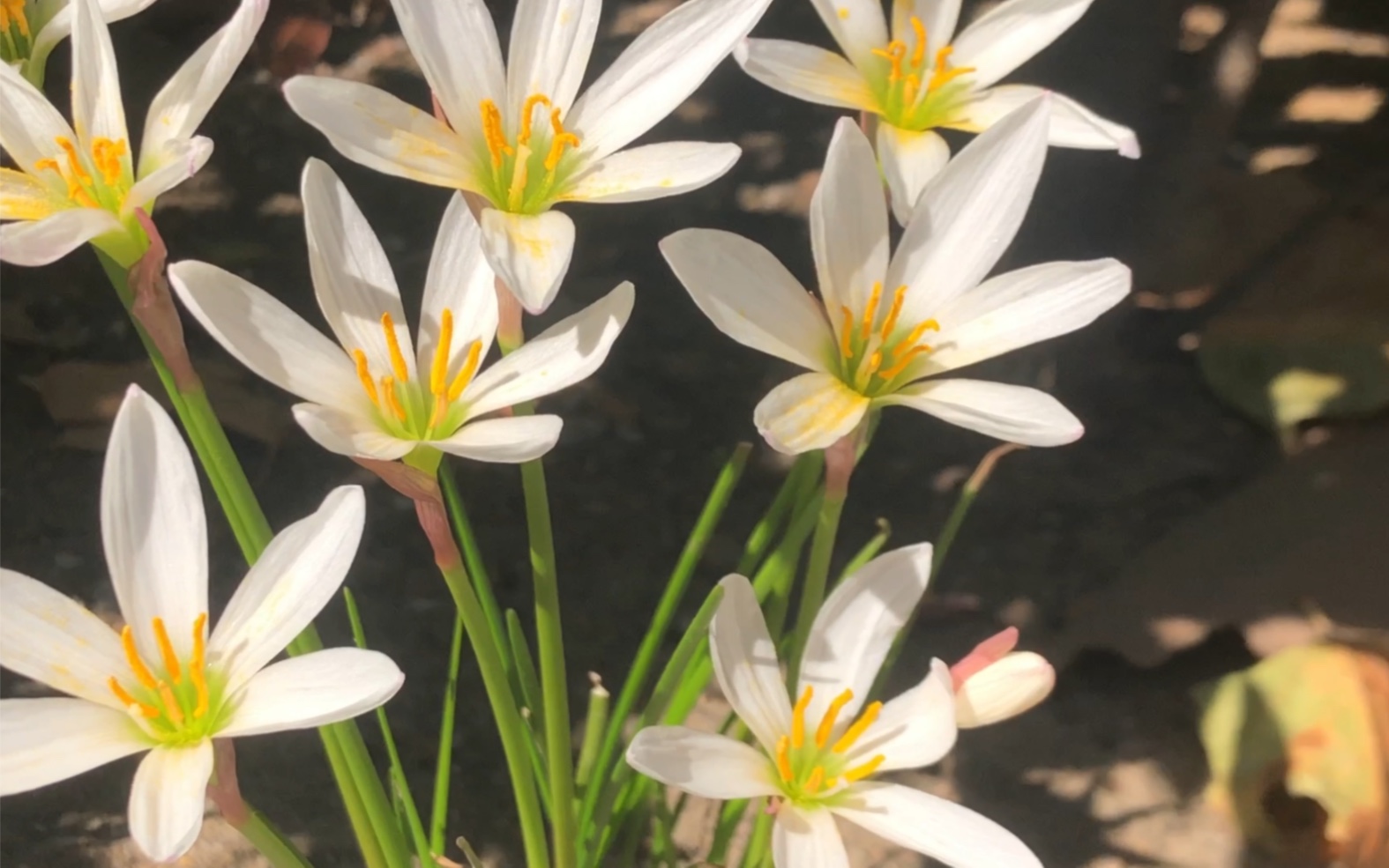 路边的:葱莲(学名:Zephyranthes candida (Lindl.)Herb.)是石蒜科葱莲属植物.又名玉帘、葱兰等,多年生草本植物……哔哩哔哩bilibili