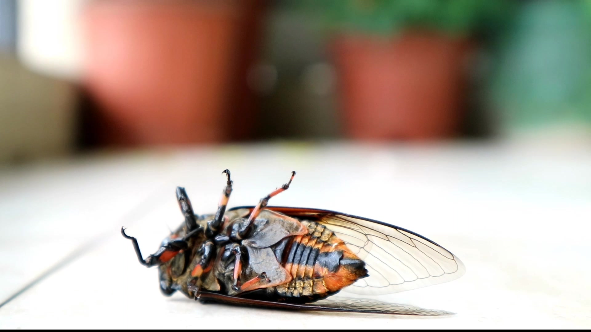 知了掉我家天台啦!其实想试试新设备