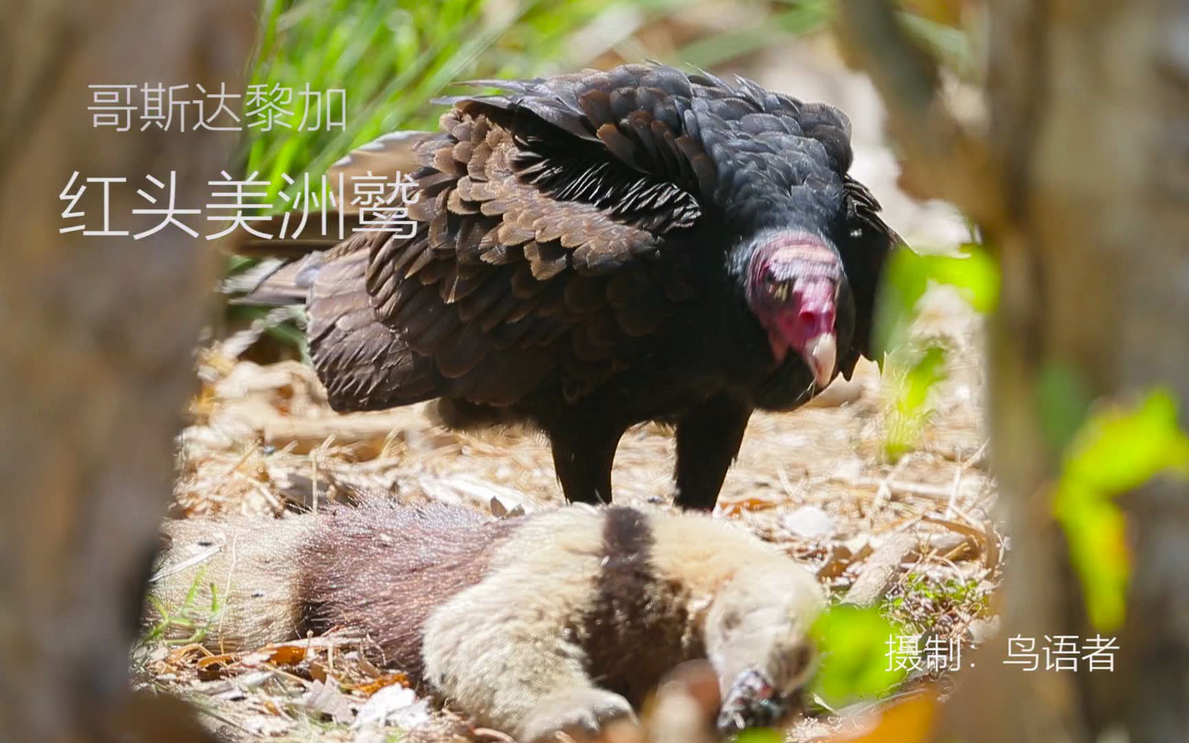 食蚁兽的最终归宿红头美洲鹫哔哩哔哩bilibili