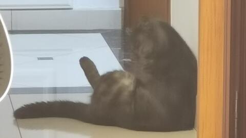 猫猫打滚 猫猫大人这样做 一定是有什么深意吧 哔哩哔哩 猫猫打滚 猫猫大人这样做 一定是有什么深意吧 哔哩哔哩
