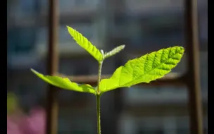 Video herunterladen: 【花园小专题：乔木育苗与移栽】用橡子种橡树+上山栽树苗+人类早期驯服野生自行车珍贵画面