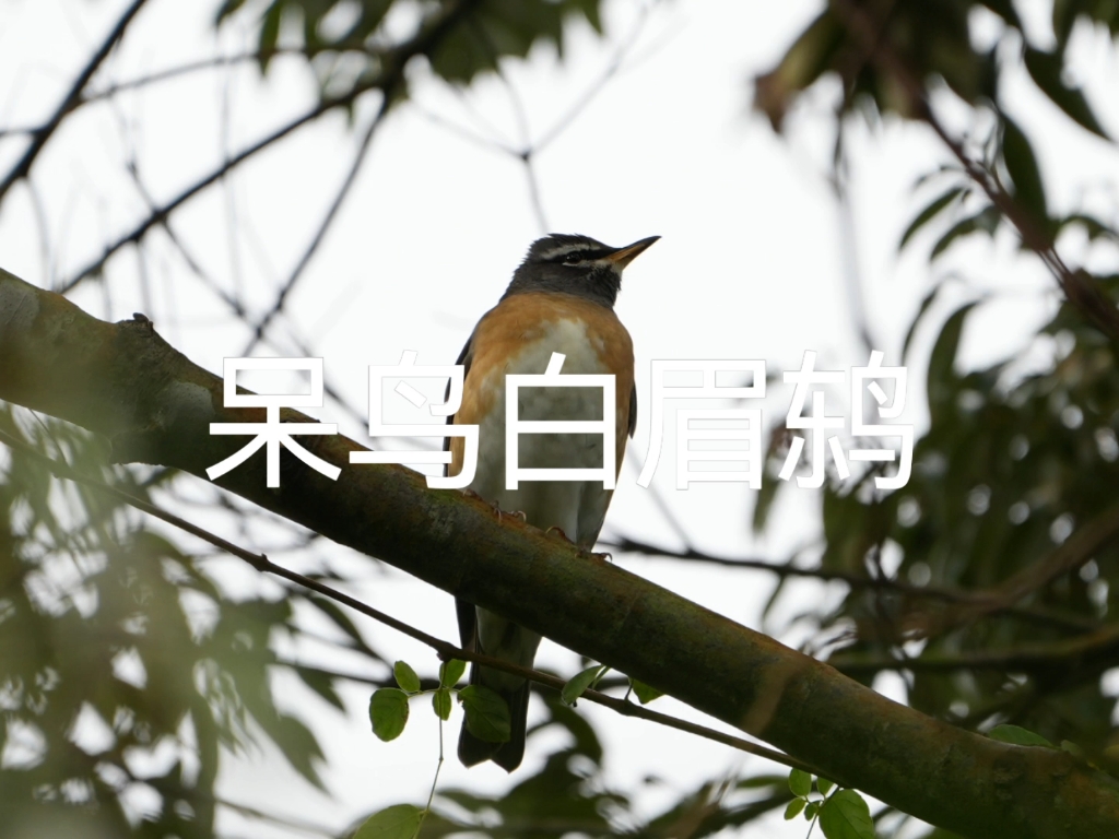 白眉鸫(英文名:Eyebrowed Thrush,学名:Turdus obscurus)哔哩哔哩bilibili