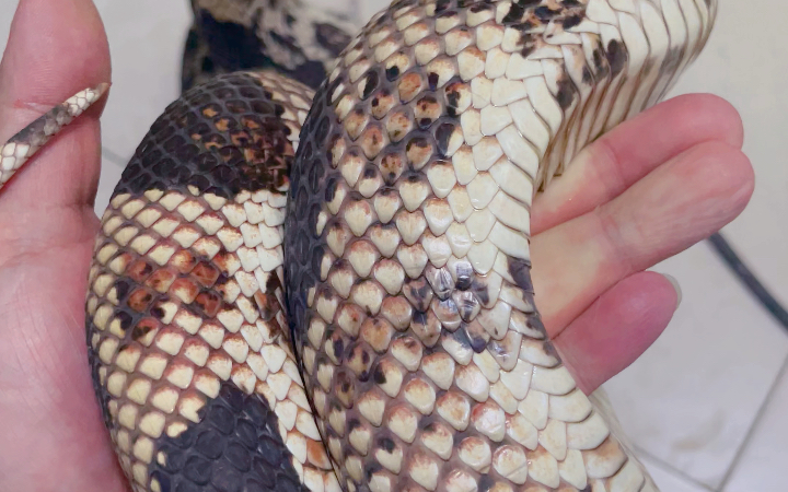 有手感的松林蛇