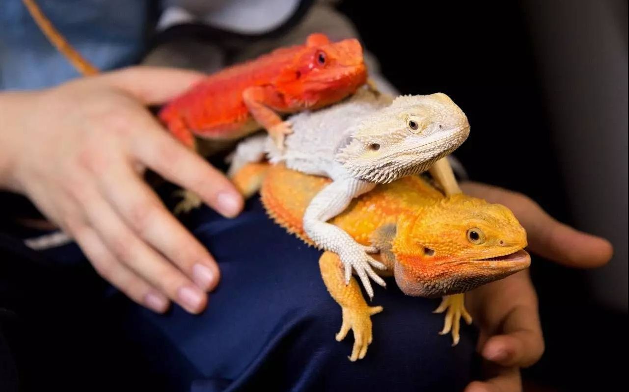 河北微雨林与大家分享一下鬃狮蜥的日常喂食上