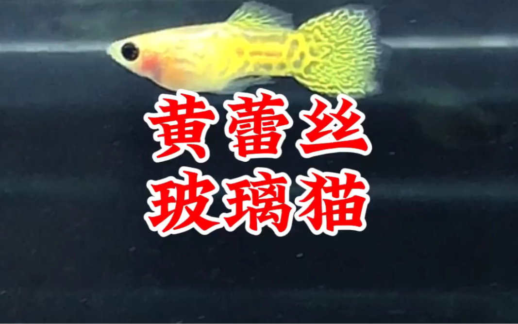 孔雀鱼:黄蕾丝玻璃猫,非常漂亮!