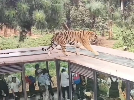 云南野生动物园狮虎山庄,猜猜这头东北虎此时在想什么哔哩哔哩bilibili