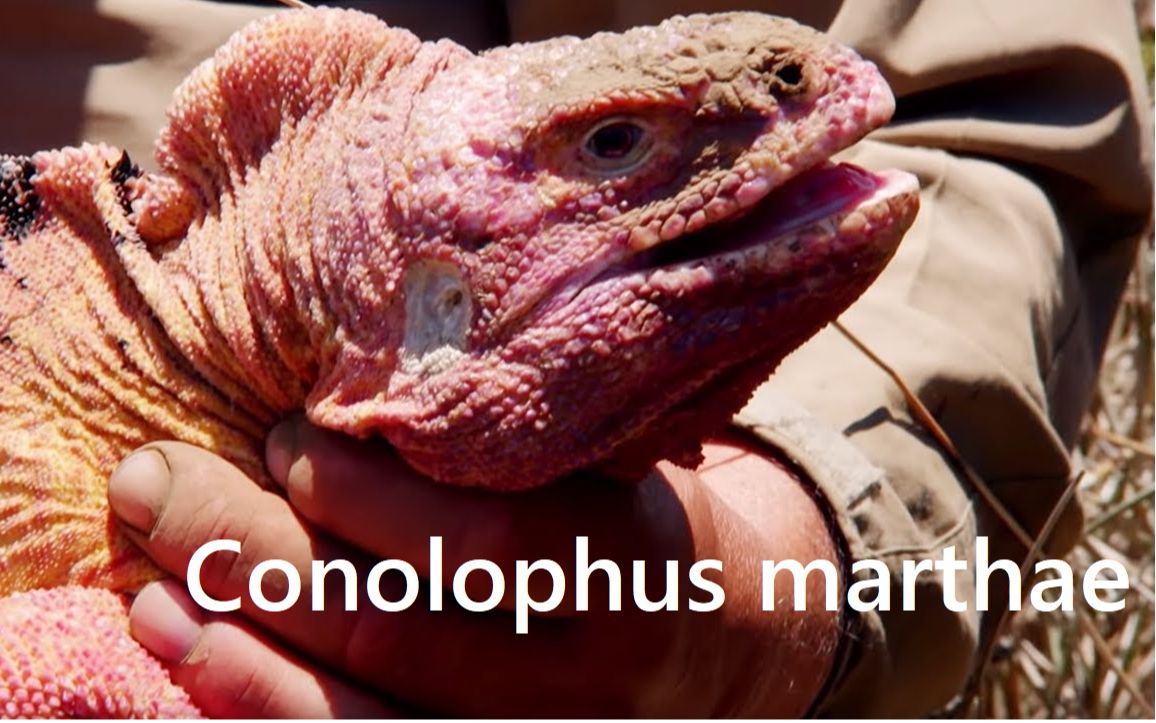 【中文字幕】寻找极其稀少的加拉帕戈斯粉红陆鬣蜥 | Conolophus marthae | BBC Earth(2018.10.21)哔哩哔哩bilibili