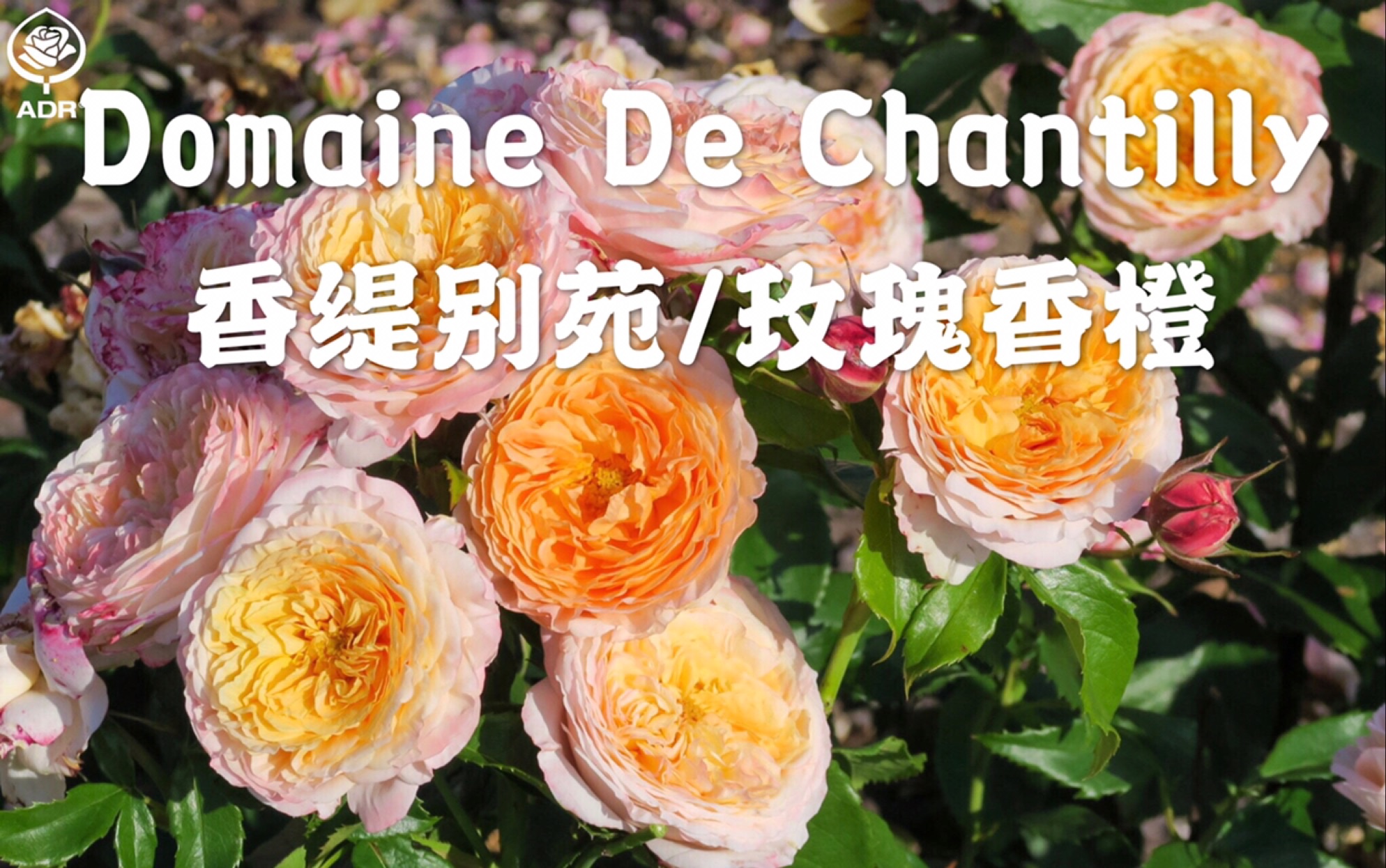 香缇别苑玫瑰香橙–戴尔巴德adr认证月季