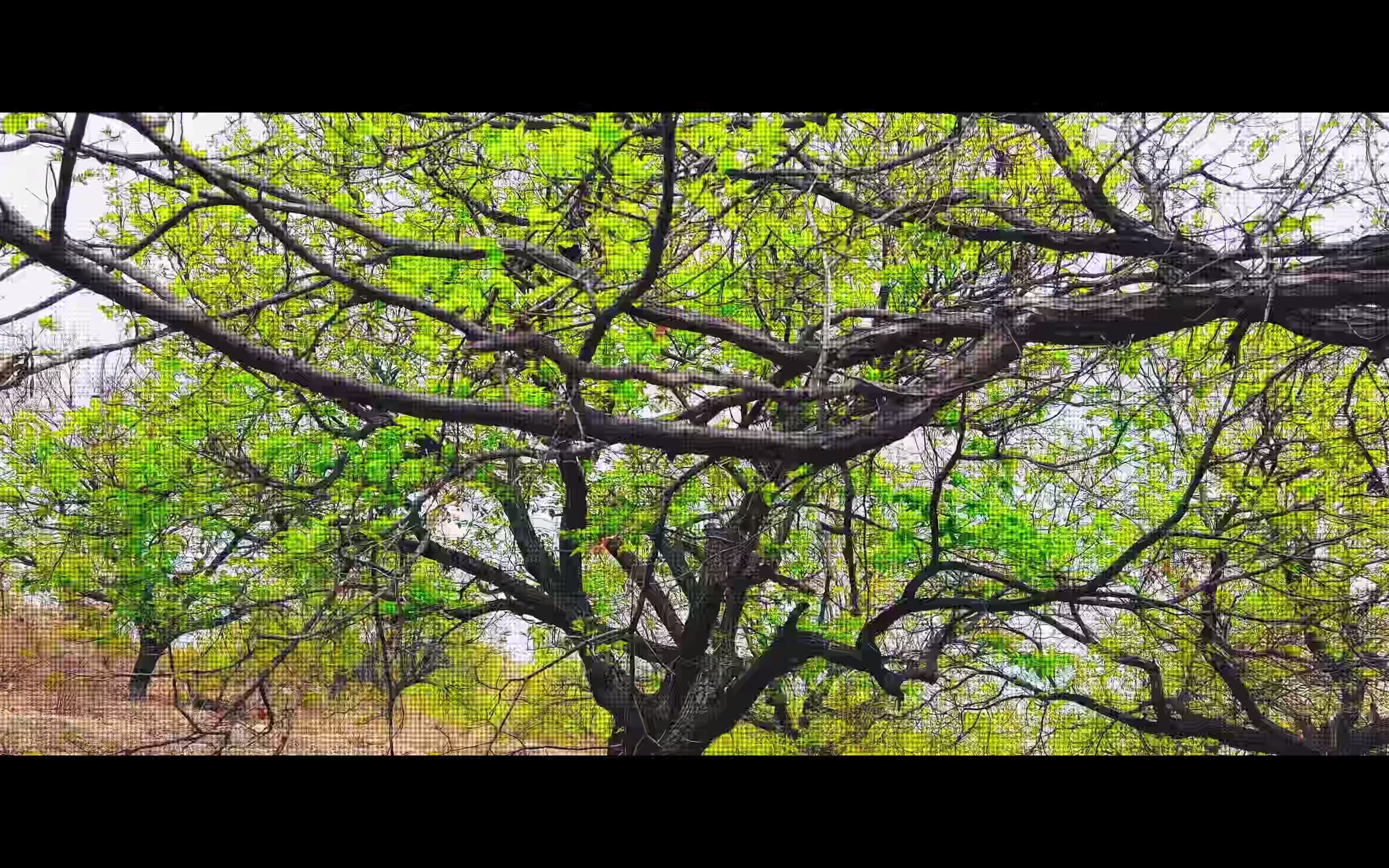 [图]一首好听的歌《爱殇》我把春天的山林印在了布上