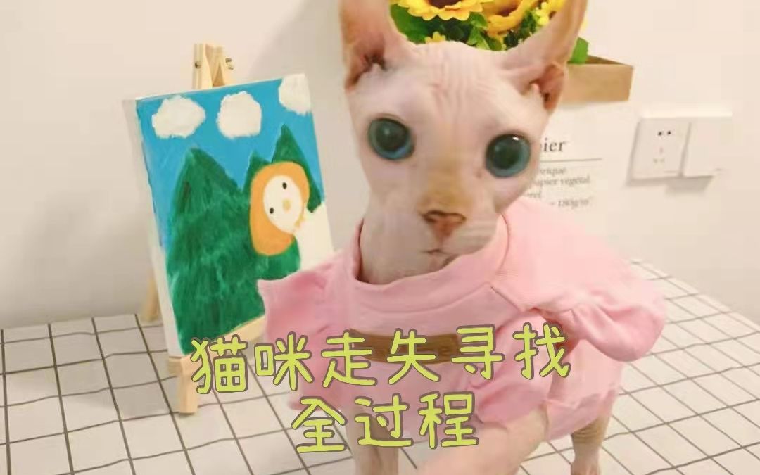 [图]无毛猫丢失怎么办？寻找的全过程展示#动物传心#动物沟通#