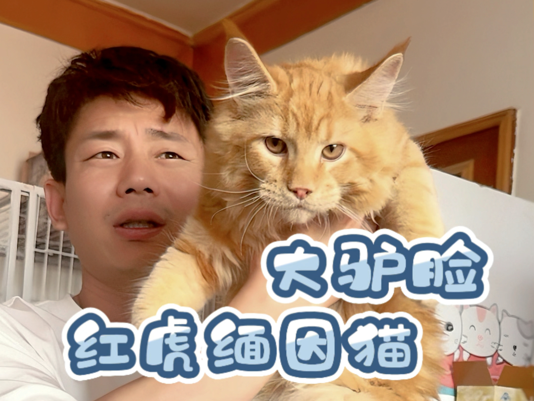 大驴脸红虎缅因无敌霸气.