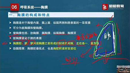 医学基础解剖哔哩哔哩bilibili