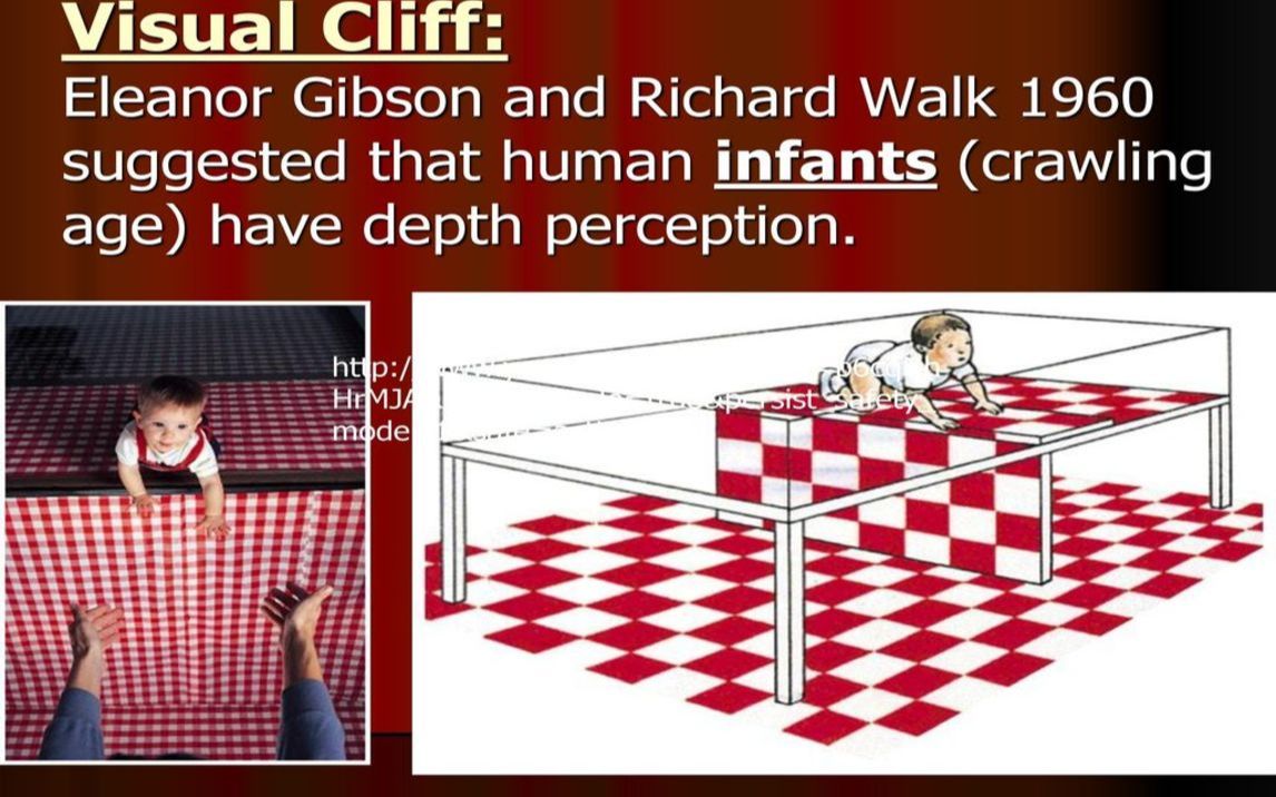 改变心理学的40项研究 04 视崖实验吉布森&沃克 转载自YouTube 中英双语字幕 PART1哔哩哔哩bilibili