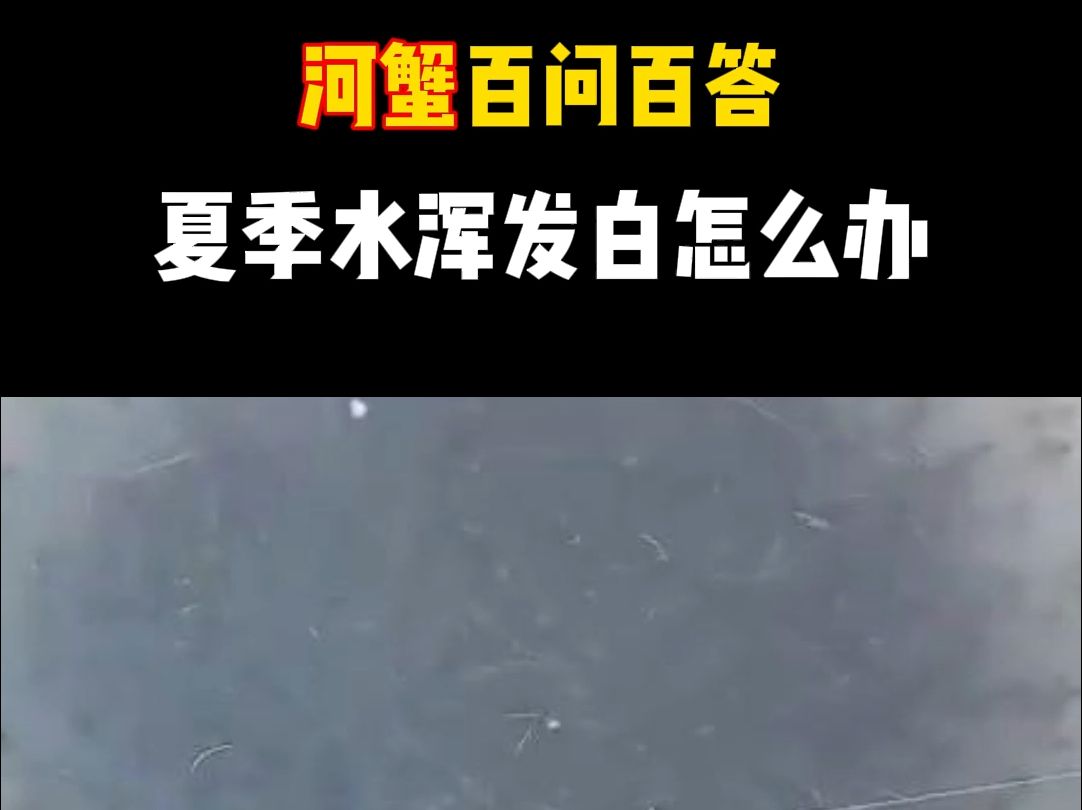 河蟹百问百答 夏季水浑发白怎么办(陆伟经理已过哔哩哔哩bilibili