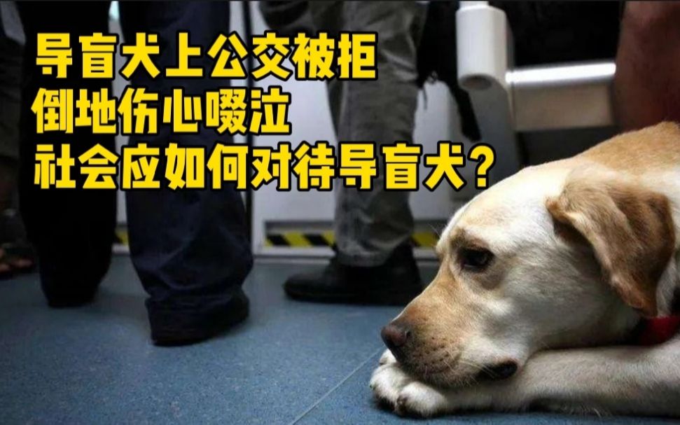 社会如此对待导盲犬吗导盲犬上公交车被拒倒地伤心啜泣