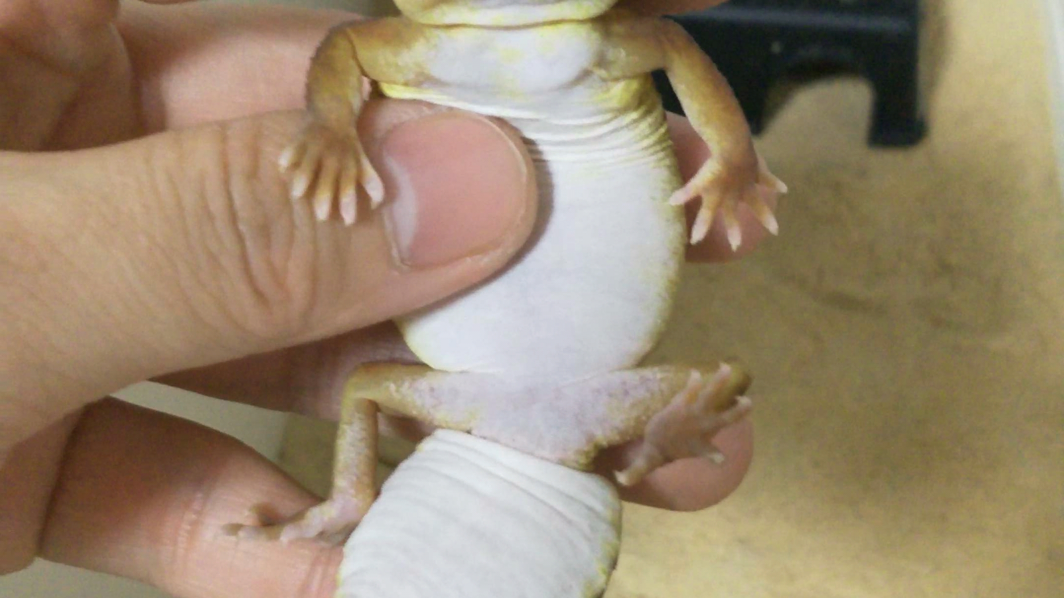 肥肥的瘤尾守宫摇尾巴