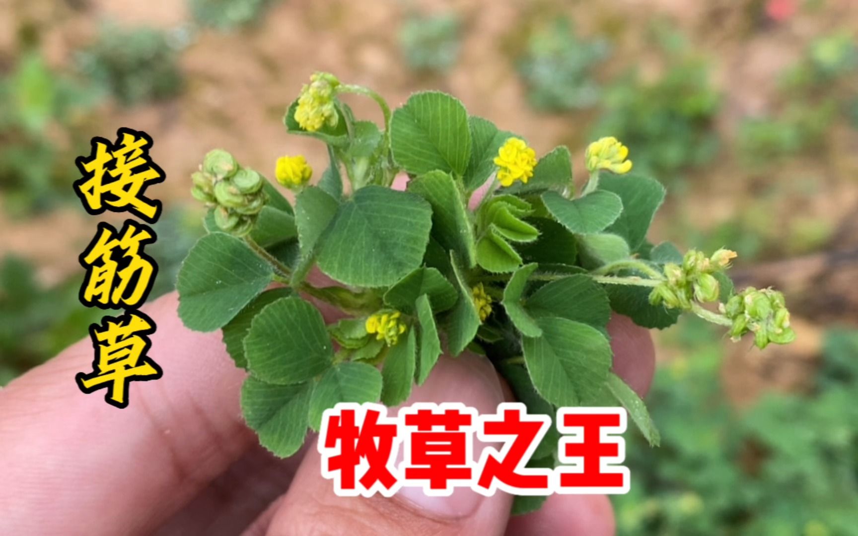 天蓝苜蓿也叫“接筋草”,它被称为“牧草之王”,作用厉害了!哔哩哔哩bilibili