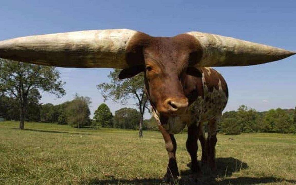 世界最大牛角,92厘米长100斤的牛角,靠合照赚了64万