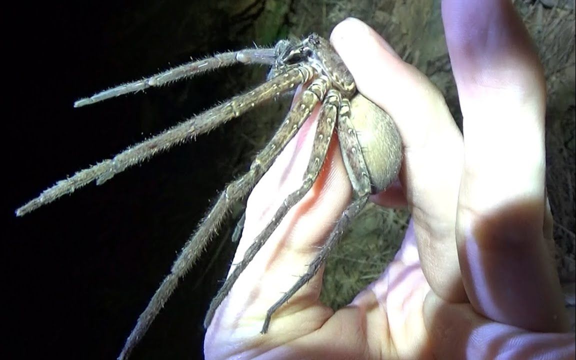 紫外线能杀死蜘蛛深夜进山徒手捕抓蜘蛛