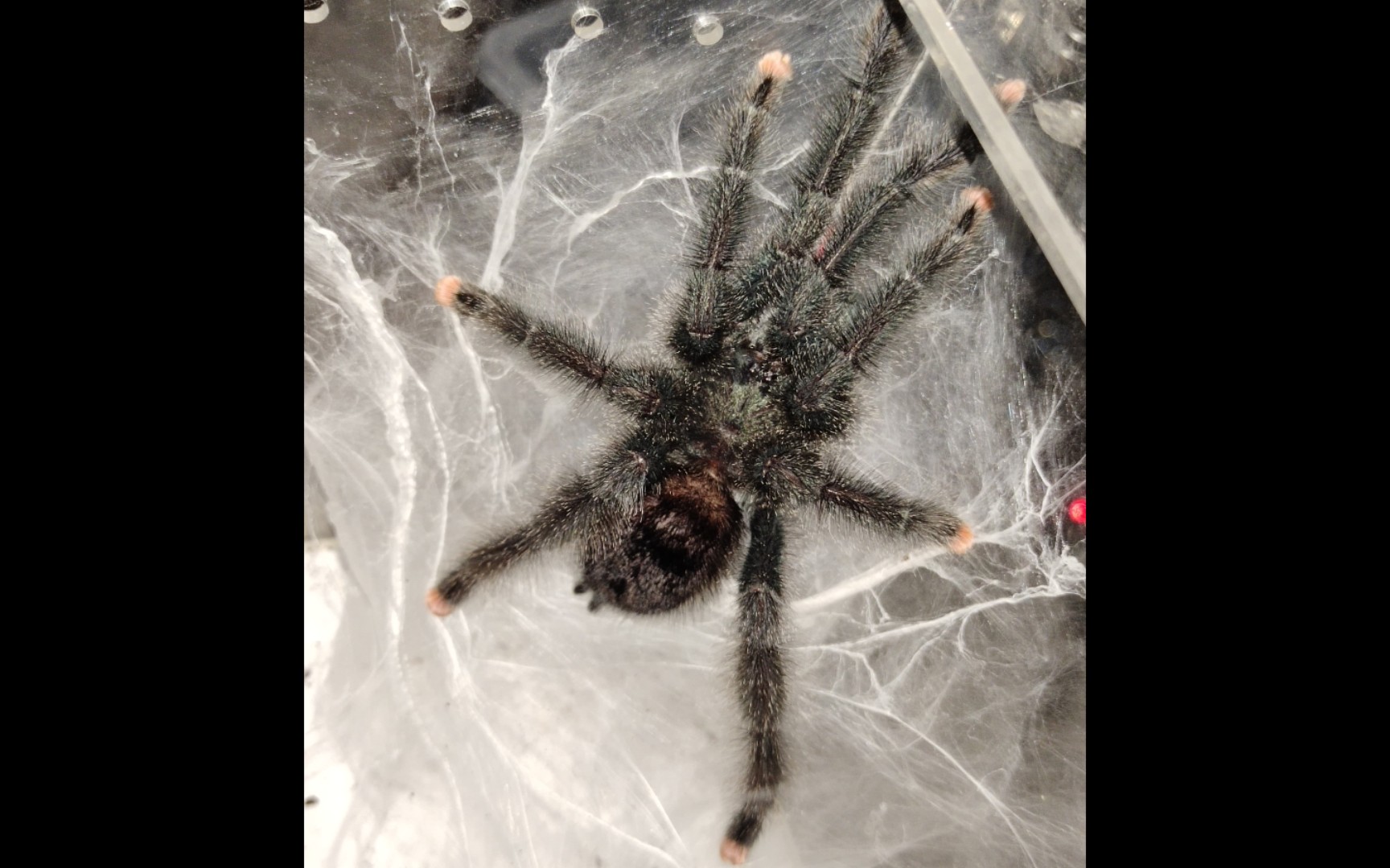 公蜘蛛正在给自己的枪装子弹上膛