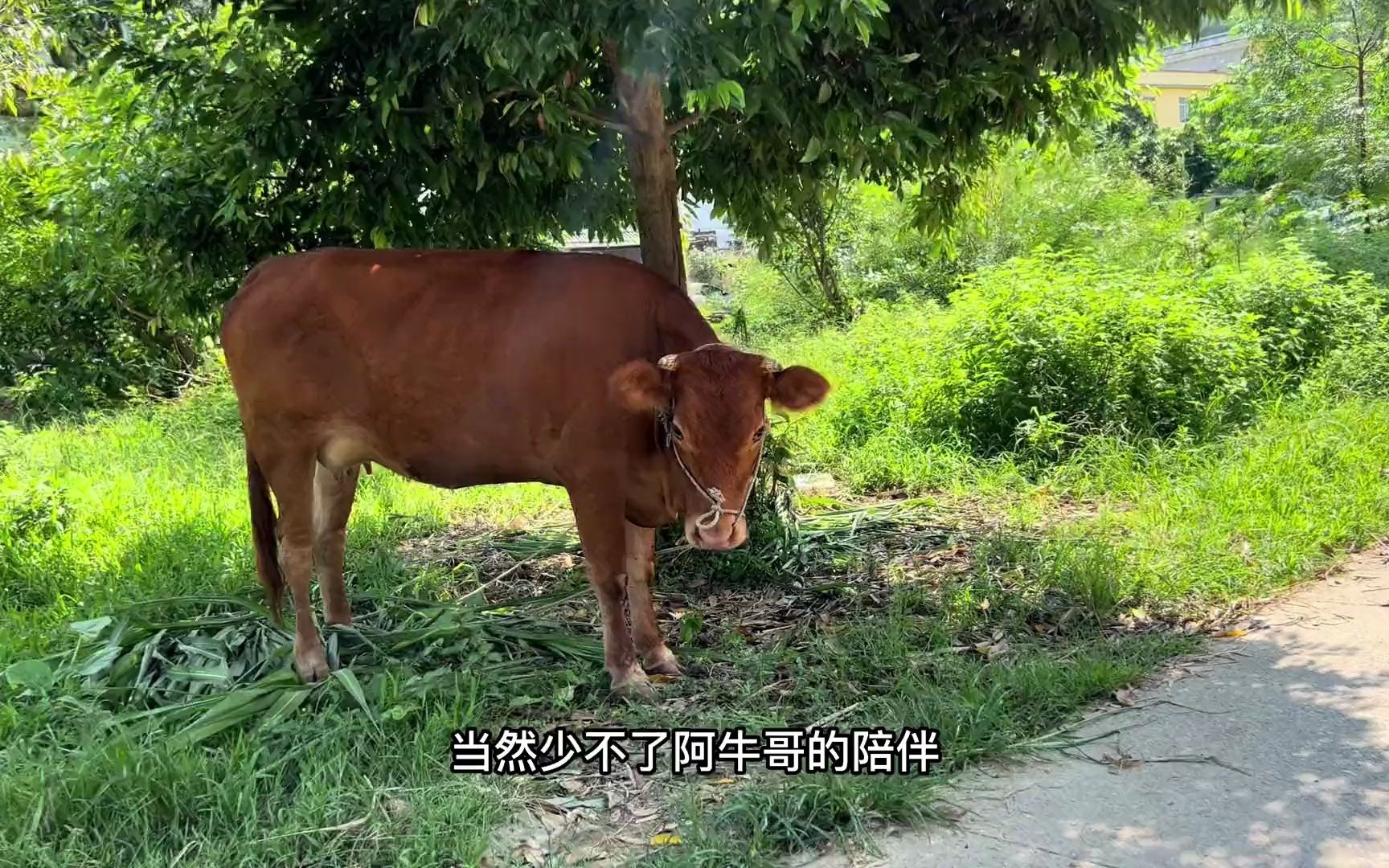 [图]推荐一个很少有人知道的南宁周边游水好地方——上林拉最，太漂亮