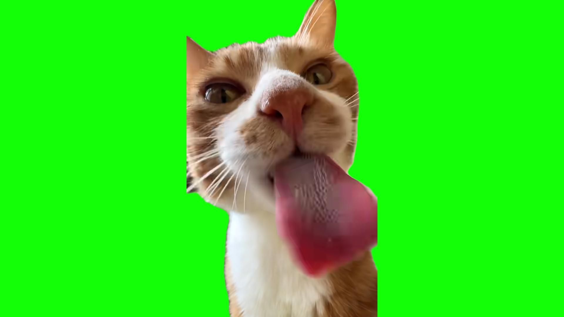 【自制猫meme绿幕素材】9. 略略略  抠自一只喵可酱哔哩哔哩bilibili