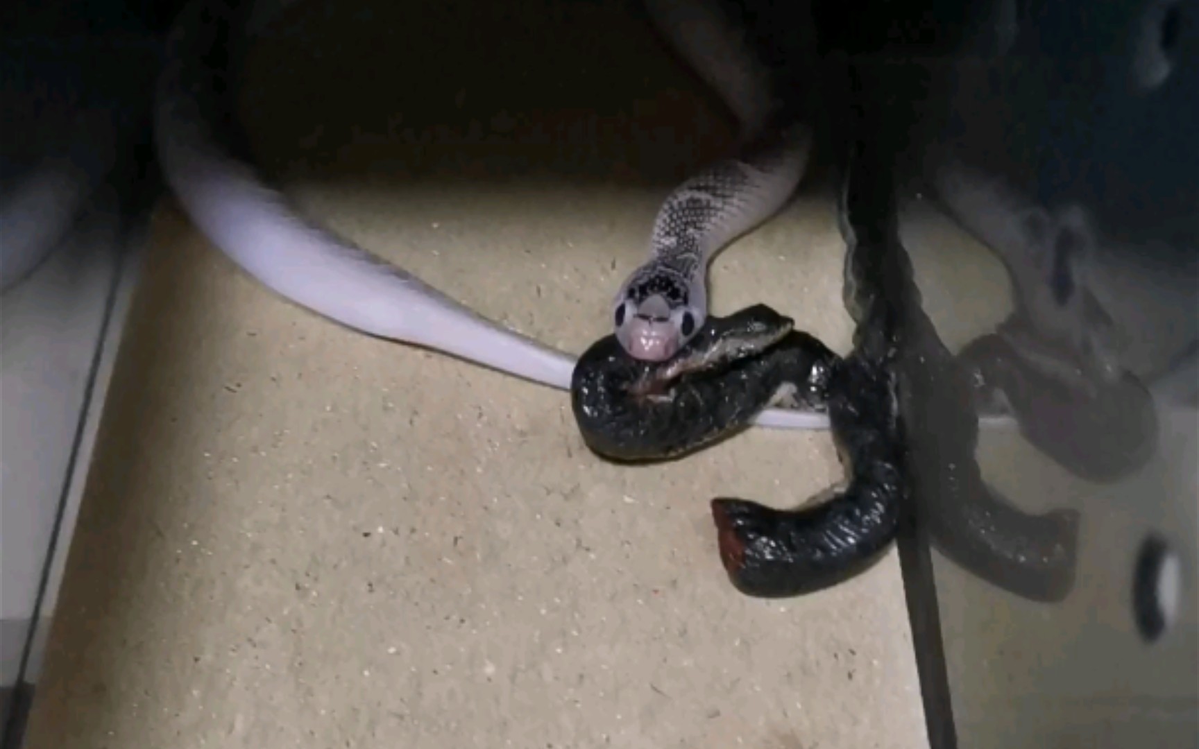 ax白边布鲁克王蛇母20211128 08