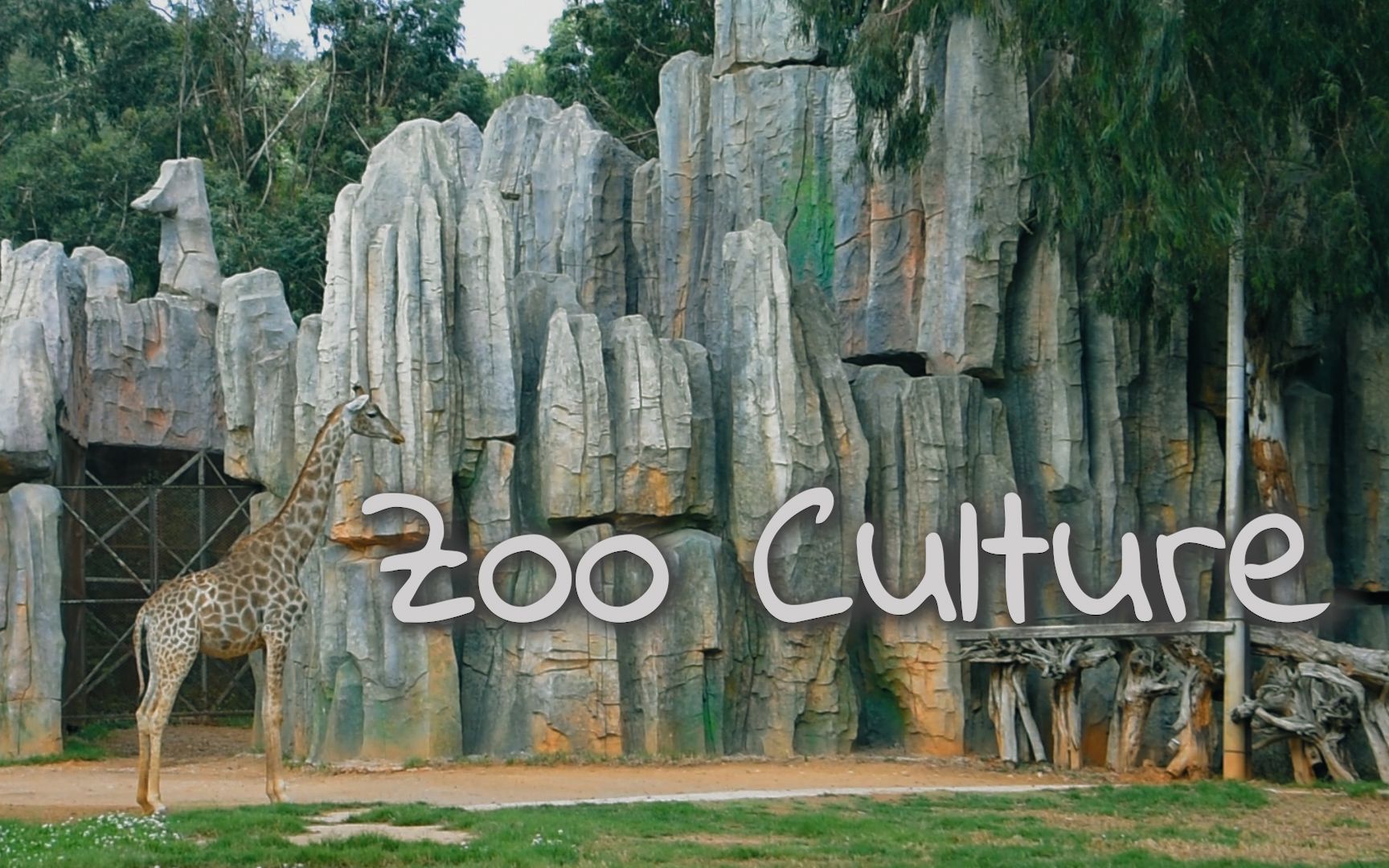 动物园 Zoo Culture哔哩哔哩bilibili