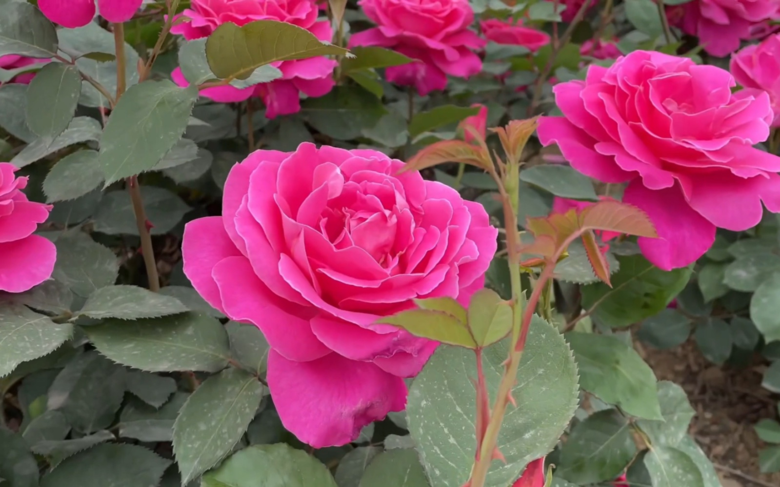 2021南阳月季 世界月季大观园 回忆 对比洛阳牡丹