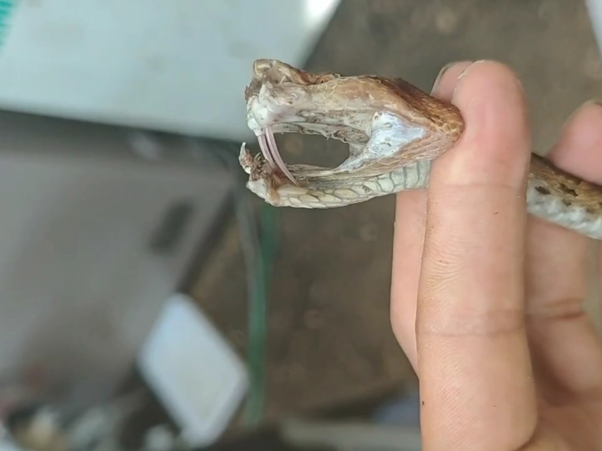 原矛头蝮蛇牙齿好长,看起来很小一条,咬人一点都不带怂的!