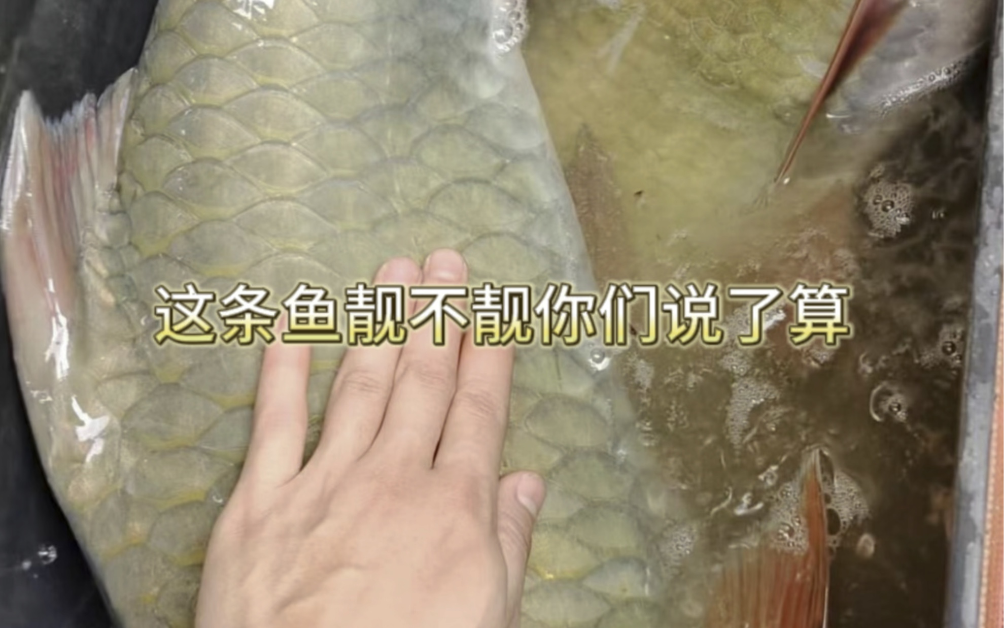 这么大条的青竹鱼你们见过吗?