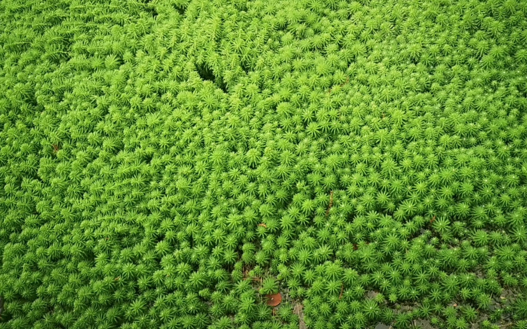 【水草】好多狐尾藻,好多好多好多