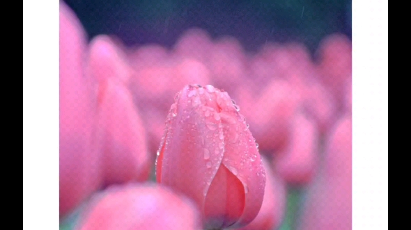 二十四节气雨水“晓看红湿处,花重锦官城.”哔哩哔哩bilibili