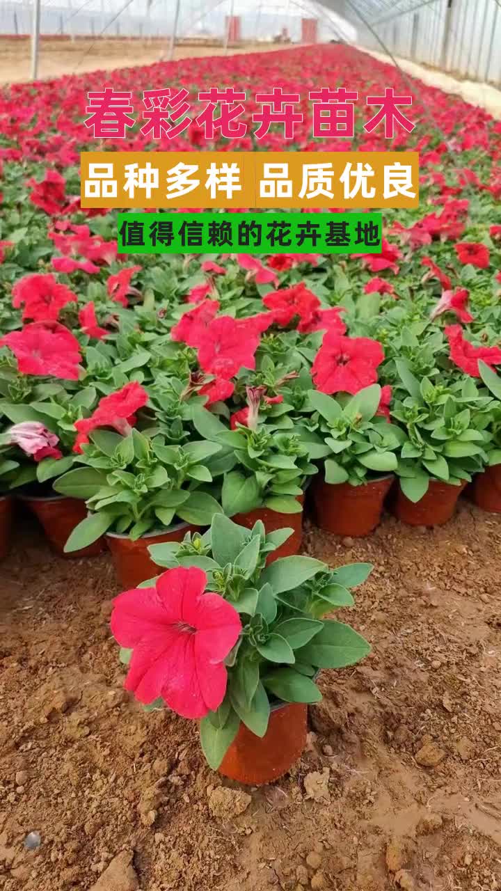 小丽花培育 小丽花种植 #小丽花 #北京小丽花 #安徽小丽花 #河北小丽花哔哩哔哩bilibili