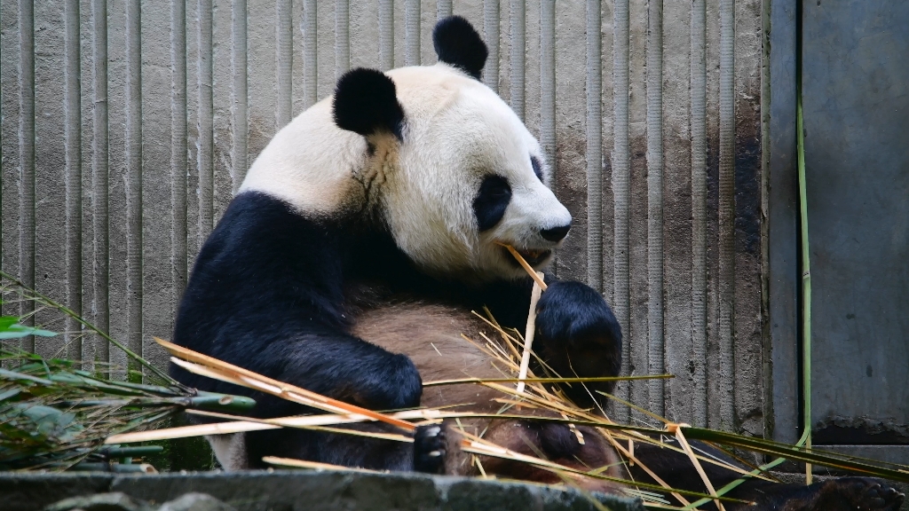 大帅哥津柯的正经吃播