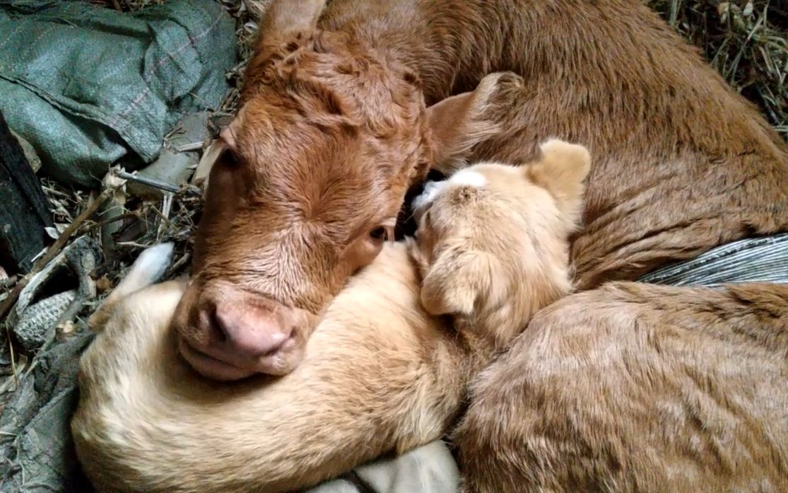 【牛牛】小牛一年长大了多少啊?秃头大牛也重新长了卷发!