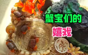 Descargar video: 养相手蟹并不难，耐寒又耐饿，互相嬉戏真好玩