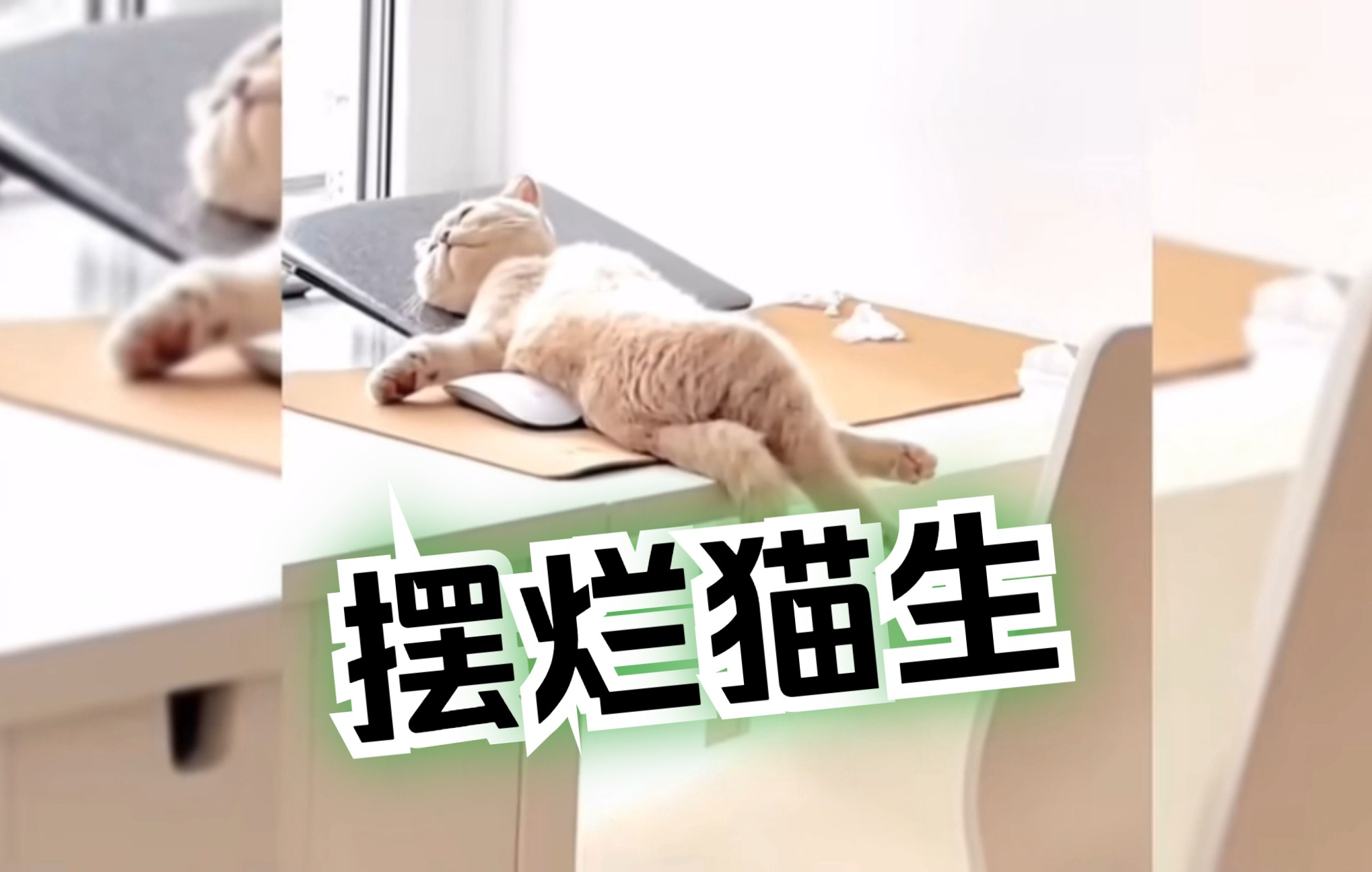 [图]摆烂猫生。我摆了，你随意