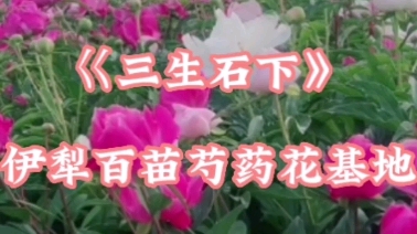 [图]《三生石下》伊犁百苗芍药花开了