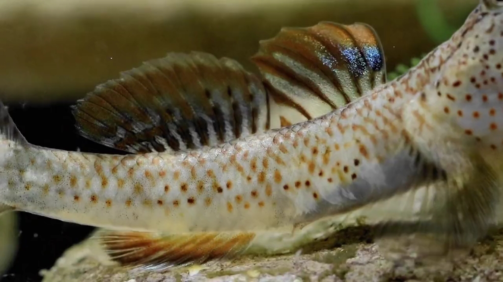 来自湖南醴陵的斑颊吻虾虎鱼