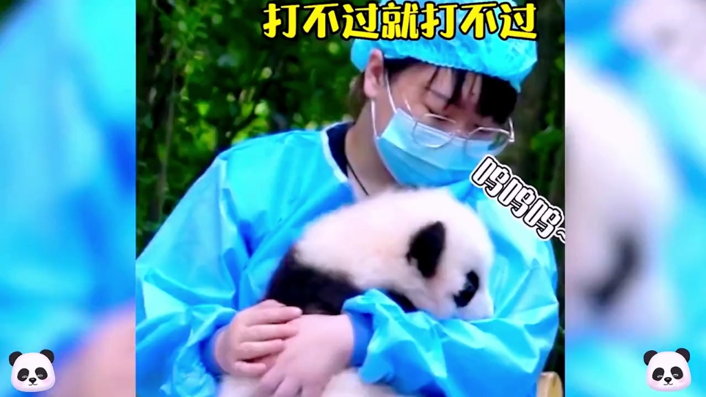 盘点国宝熊猫的搞笑瞬间!哔哩哔哩bilibili