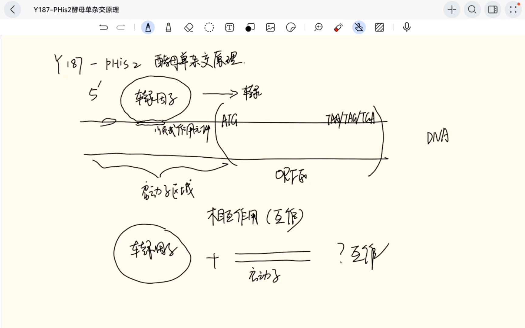 师姐小课堂Y187PHis2系统的酵母单杂交实验原理哔哩哔哩bilibili