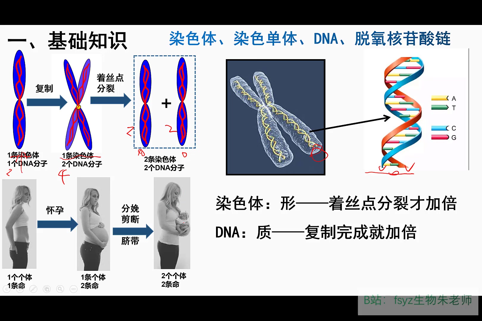 【一本正经讲生物】细胞分裂中的放射性问题哔哩哔哩bilibili