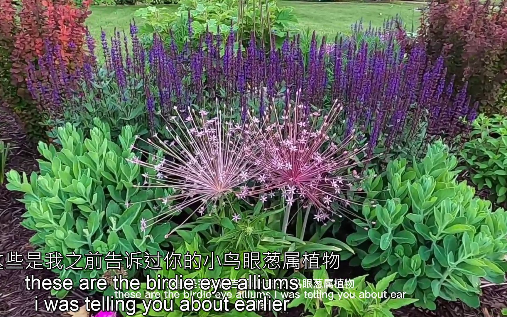 [图]庭院 看下国外的庭院绿植花卉